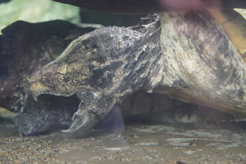 Macrochelys temminckii, commonly known as the alligator snapping turtle, is one of the largest freshwater turtles in the world, known for its prehistoric appearance and powerful jaws.

