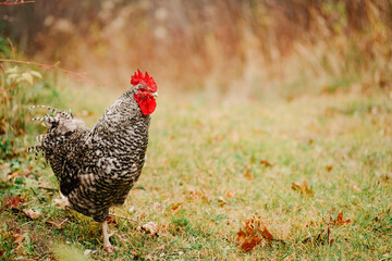 Rooster standing tall
