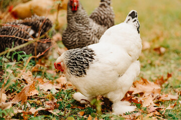 Brahma hen with feathered feet