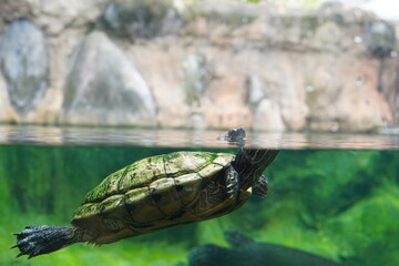 turtle swimming in the water