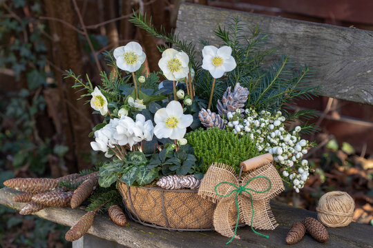 Christrosen (Helleborus niger), Alpenveilchen (Cyclamen), Strauchveronika (Hebe) und Torfmyrte (Pernettya mucronata) im Korb auf Gartenbank