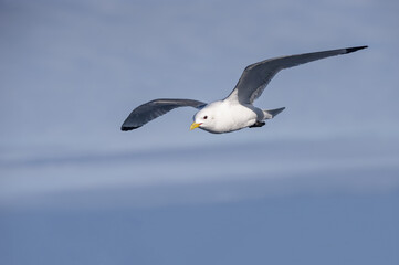 Black-legged Kittiwake (Rissa tridactyla tridactyla) in flight, Hinlopen Strait, Svalbard Archipelago, Arctic Norway