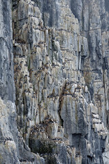Thick-billed Murres (Uria lomvia) or Brunnich's guillemots colony, Alkefjellet bird cliff, Hinlopen Strait, Spitsbergen Island, Svalbard archipelago, Norway