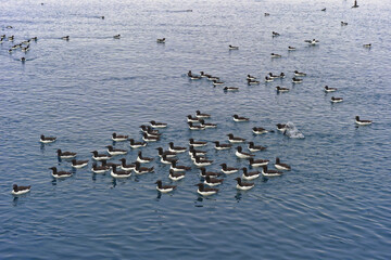 Thick-billed Murres (Uria lomvia) or Brunnich's guillemots swimming, Alkefjellet bird cliff, Hinlopen Strait, Spitsbergen Island, Svalbard archipelago, Norway