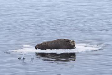 Fototapeta premium Bearded Seal (Erignathus barbatus) resting on pack ice, Spitsbergen Island, Svalbard Archipelago, Norway,