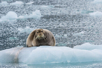 Bearded Seal (Erignathus barbatus) on pack ice, Liefdefjorden, Haakon VII Land, Spitsbergen Island,...