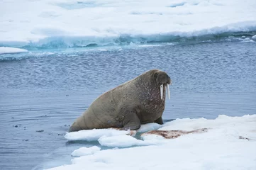 Walrus (Odobenus rosmarus), Torellneset Island, Svalbard Archipelago, Arctic Norway