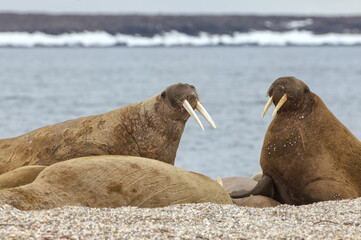 Walrus (Odobenus rosmarus), Torellneset Island, Svalbard Archipelago, Arctic Norway