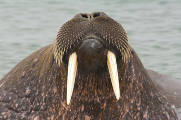 Walrus (Odobenus rosmarus), Torellneset Island, Svalbard Archipelago, Arctic Norway