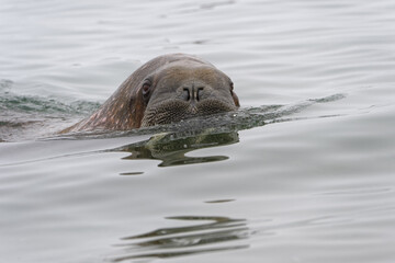 Fototapeta premium Walrus (Odobenus rosmarus) in water, Spitsbergen Island, Svalbard Archipelago, Norway,
