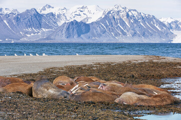 Walrus (Odobenus rosmarus), Prins Karls Forland, Svalbard Archipelago, Arctic Norway