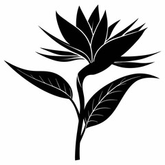 Bird Of Paradise Flower Silhouette Vector Illustration, black and white design on white background