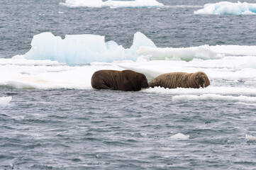 Walrus (Odobenus rosmarus) resting on ice, Brassvell Glacier, Nordaustlandet, Svalbard archipelago,...