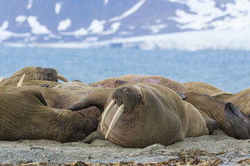 Walrus (Odobenus rosmarus) colony, Sarstangen, Prince Charles Foreland Island, Spitsbergen Island,...