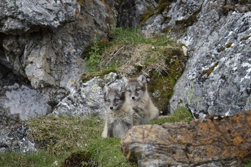 Young Arctic Foxes (Vulpes lagopus), Alkhornet, Svalbard Archipelago, Norway