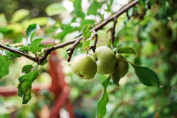 Green apples on a branch with raindrops.