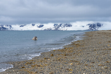 Walrus (Odobenus rosmarus) in water, Sarstangen, Prince Charles Foreland Island, Spitsbergen...