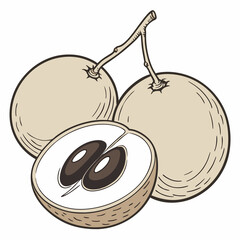A detailed drawing of a longan fruit accompanied by green leaves, showcasing its round shape and textured skin.