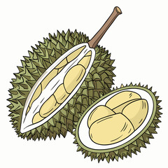 Vector illustration of a durian fruit, showcasing its spiky exterior and distinctive shape in vibrant colors.