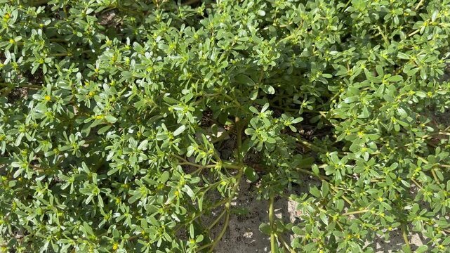 Bush of blooming wild growing common purslane close-up