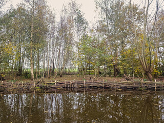 Landscape Spookverlaat with water and autumn forest with birch, willow and ash trees on peat quay in the Netherlands 