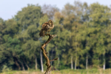 Edited composition close up of Buzzard, Buteo, buteo, with eye contact sitting on a dead weathered tree trunk against background blurry Birch forest
