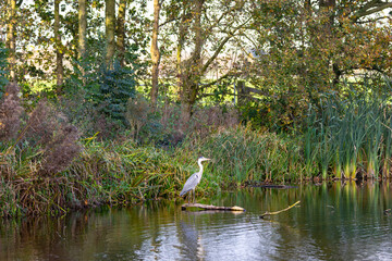 Grey Heron, Ardea cinerea, in natural habitat standing expectantly on horizontal tree stump in pond against background of reed, Phragmites australis, cattail, Typha latifolia, and trees