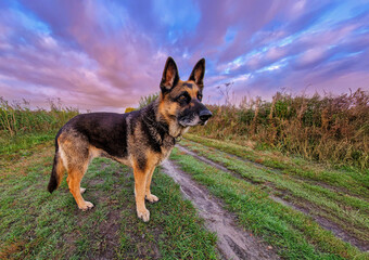 Close Up of a beautiful German Shepherd Dog in the foreground in an atmospheric natural landscape during sunset with beautiful light and warm indigo and yellow colors against the clouds