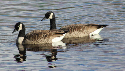 Canada Geese reflecting on the pond