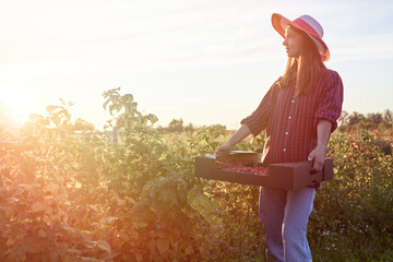 Berry agriculture business product. Farmer cultivating and harvesting raspberry for market....