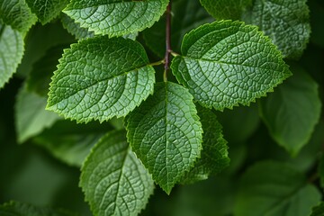 Vibrant Green Leaves with Detailed Veins for Nature and Botanical Design