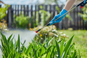Gardener or farmer spraying green plants in the garden with chemicals or ecological. Spraying...