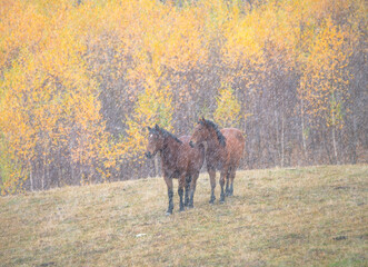Two horses in the field on a yellow background.
