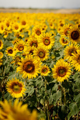 Sunflowers in valensole