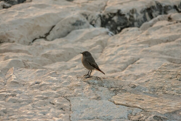 bird on a rock