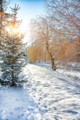 Breathtaking  landscape in city park with snowy trees and lots of snow