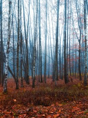 Autumn forest fog. Gloomy woods during a foggy morning. Trail through a mysterious dark old forest. Magical atmosphere.