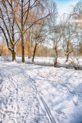 Breathtaking  landscape in city park with snowy trees and lots of snow