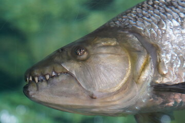 Tiger Fish Focusing on Head Showing Its Big Teeth
