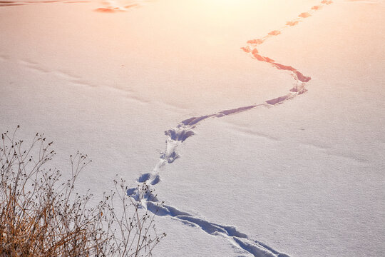View of footprints in the snow during sunset