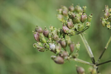 Close-up of flower buds