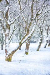 Amazing landscape with snow-covered trees in the city park.
