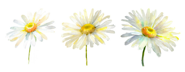 Chamomile Watercolor Painting Isolated On White Background - Generative Art