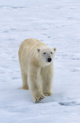 Polar Bear (Ursus maritimus) walking over pack ice, Svalbard Archipelago, Norway