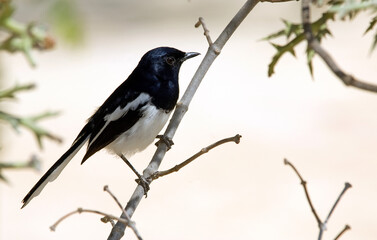 Shama de Madagascar, male,.Copsychus albospecularis, Madagascar Magpie Robin, Madagascar