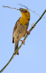Tisserin sakalave,.Ploceus sakalava, Sakalava Weaver, Madagascar