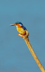 Martin pêcheur vintsi,.Corythornis vintsioides, Malagasy Kingfisher, Madagascar