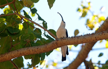 Falculie mantelée,.Falculea palliata, Sickle billed Vanga, Madagascar