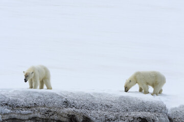 Two yearling polar bear cubs (Ursus maritimus) walking on the ridge of a glacier, Björnsundet, Hinlopen Strait, Spitsbergen Island, Svalbard Archipelago, Norway