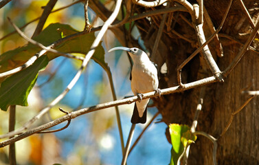Falculie mantelée,.Falculea palliata, Sickle billed Vanga, Madagascar